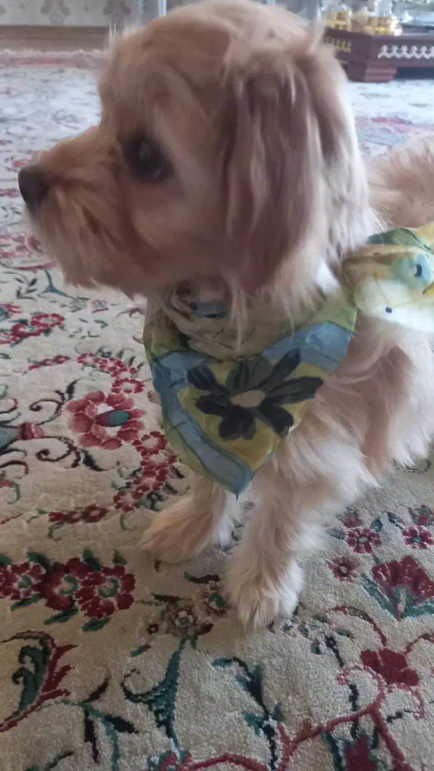 سگ شیتزو پامر|سگ|تبریز, |دیوار