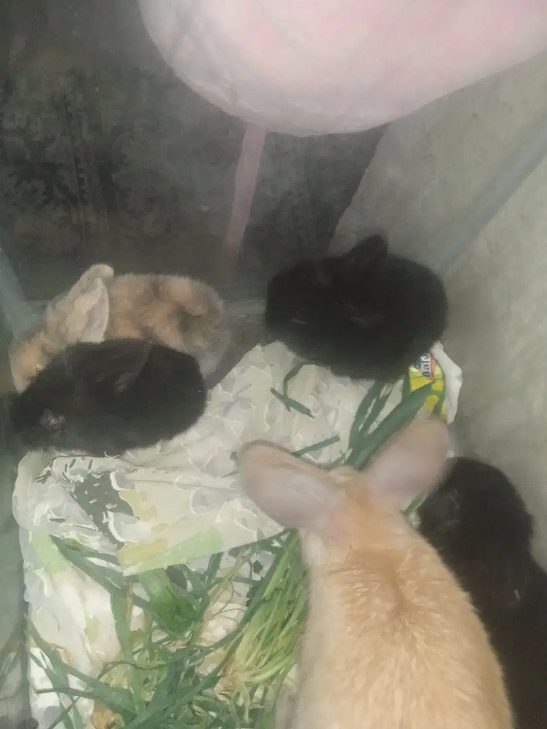 بچه خرگوش 14 روز لوپ هلندی اصل|موش و خرگوش|تربت‌حیدریه, حاجی یار‎|دیوار