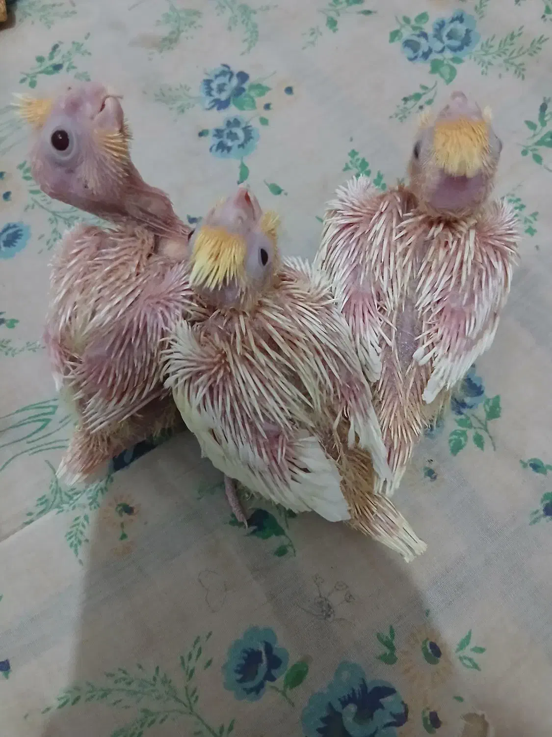 جوجه عروس هلندی لوتینو|پرنده|ابریشم, |دیوار