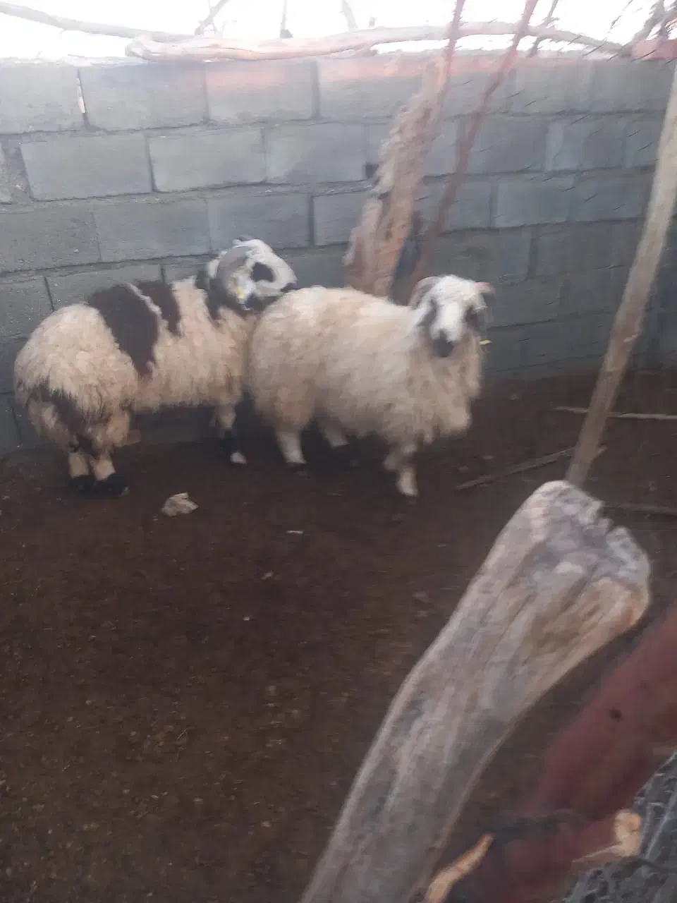 بره|حیوانات مزرعه|حور, |دیوار