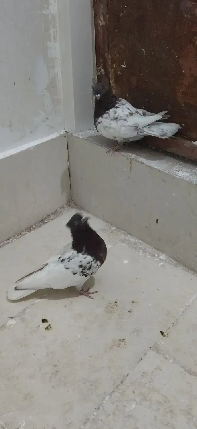 کبوتر کله سرخ|پرنده|شیراز, شهرک گلستان|دیوار