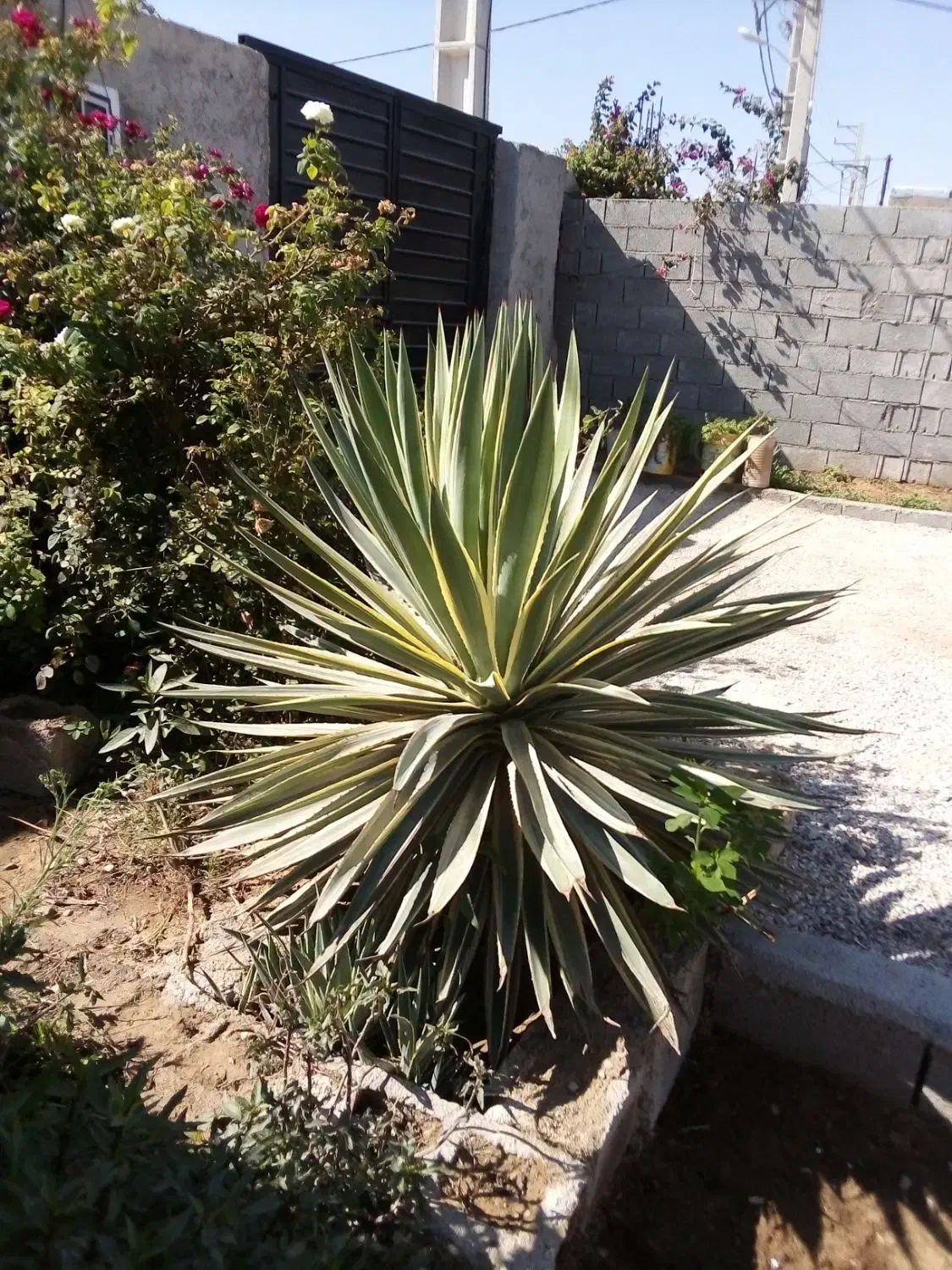 گل و کاکتوس|گل و گیاه طبیعی|برازجان, |دیوار