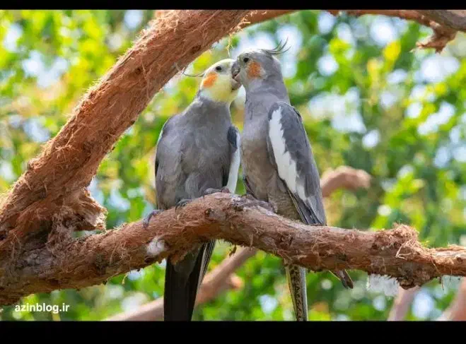 عروس هلندی مولد معاوضه با قناری|پرنده|شاهین‌شهر, شهرک هشت بهشت|دیوار