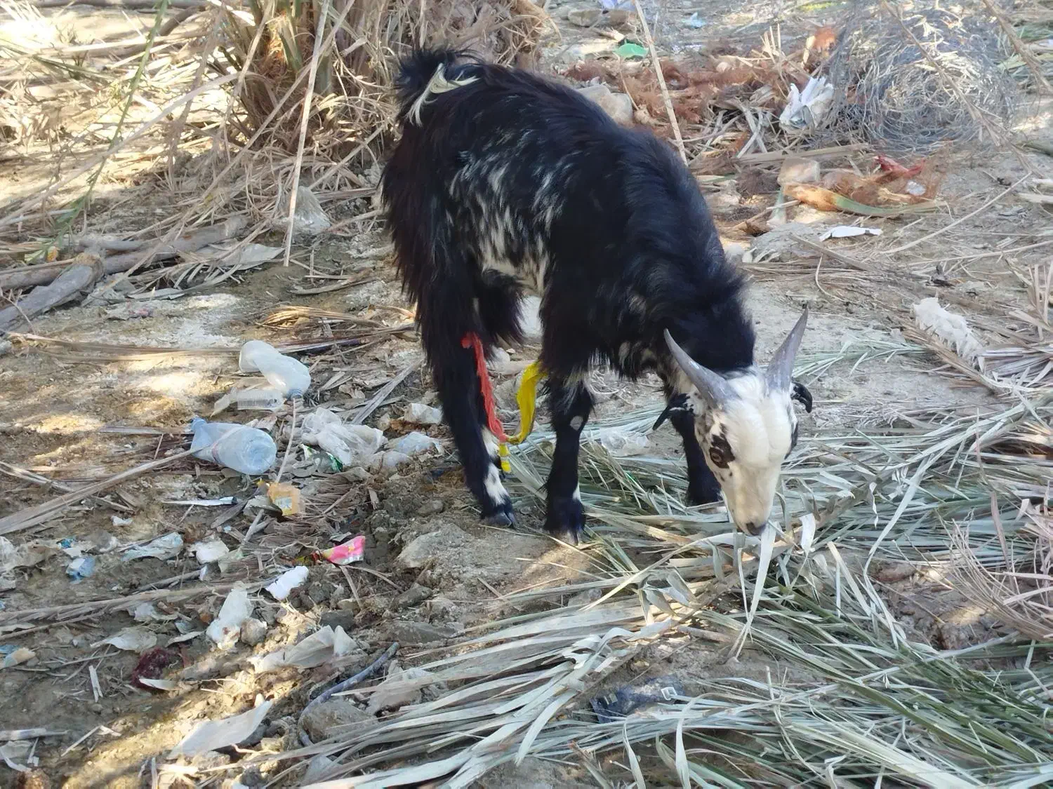 فروش بز پاچن|حیوانات مزرعه|ساربوک, |دیوار