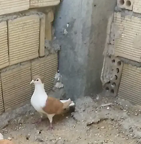 پرستویی|حیوانات|ایذه, |دیوار