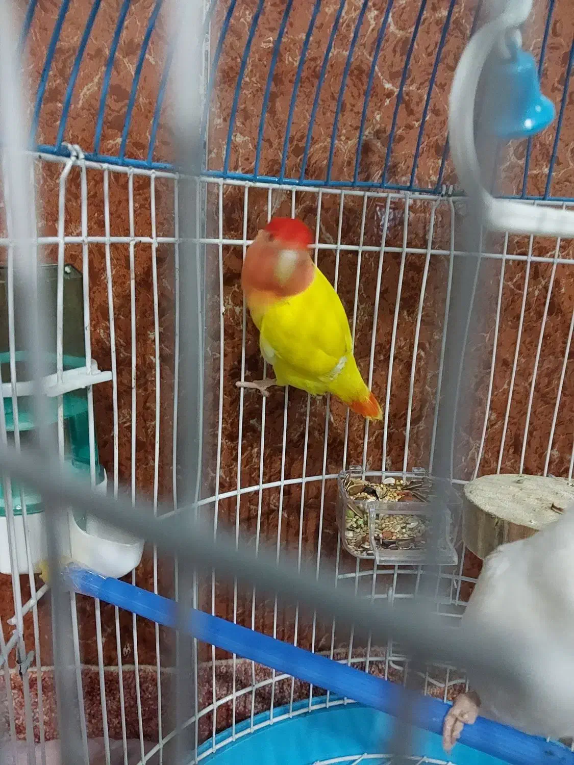 فروش طوطی برزیلی نر بشرط سلامت کامل یکساله|پرنده|بندر ماهشهر, |دیوار