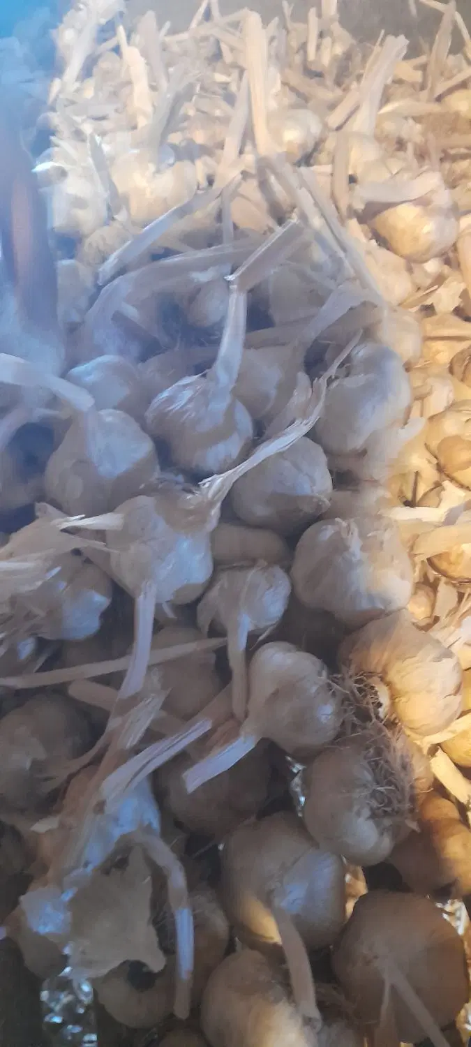 سیر|خوردنی و آشامیدنی|بهار, |دیوار