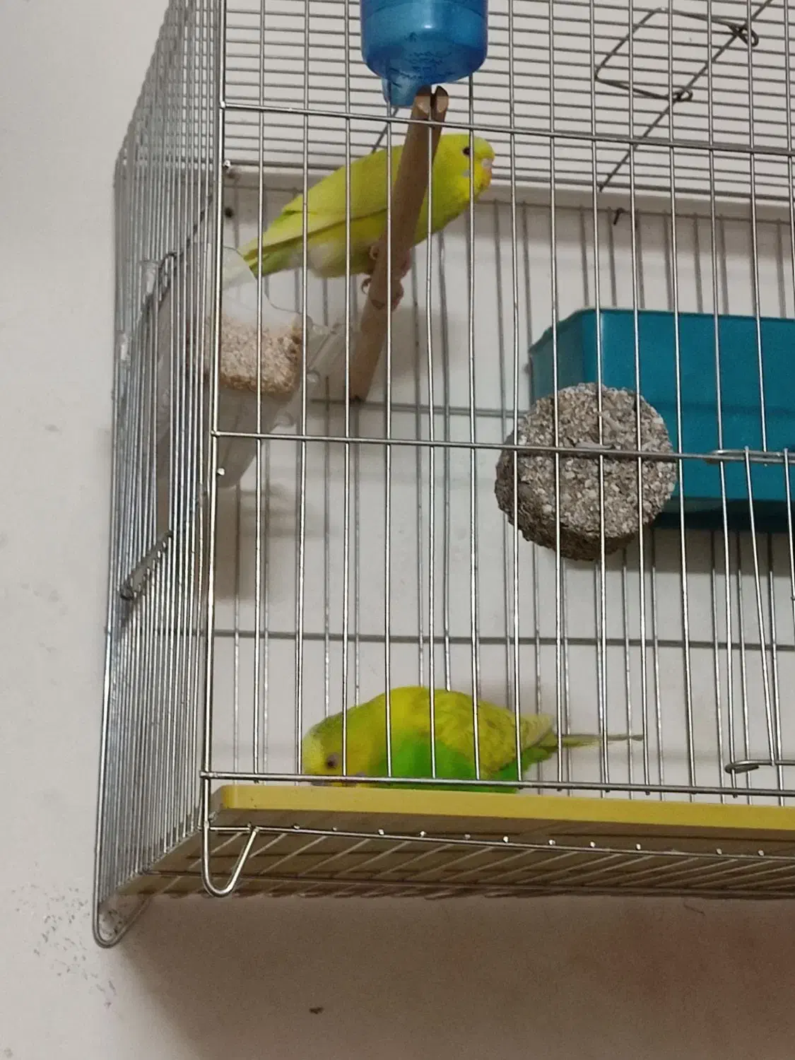 مرغ عشق|پرنده|خمینی‌شهر, |دیوار