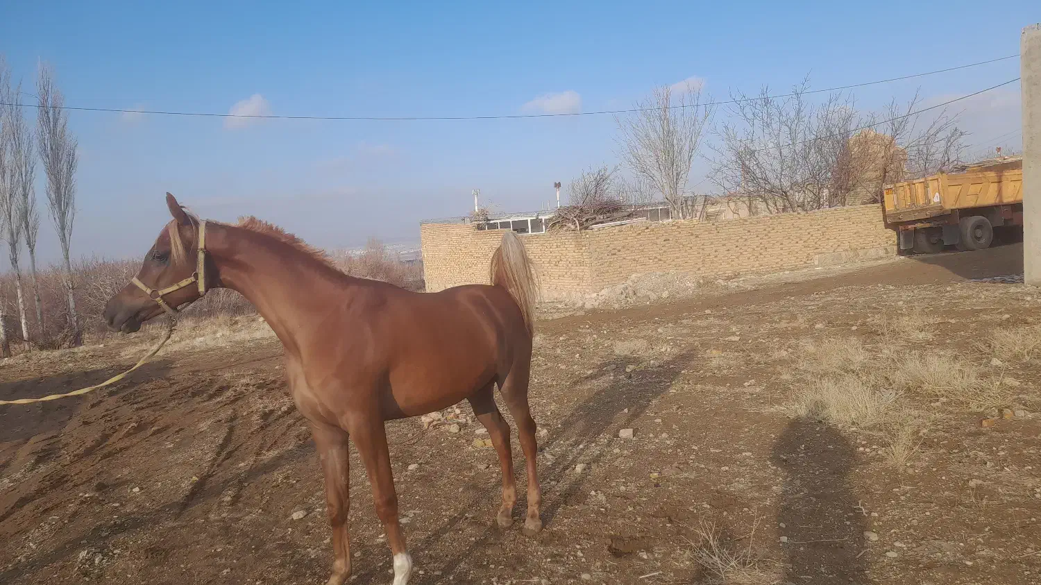 اسب دو سر وارداتی|اسب و تجهیزات اسبسواری|تهران, جوادیه|دیوار