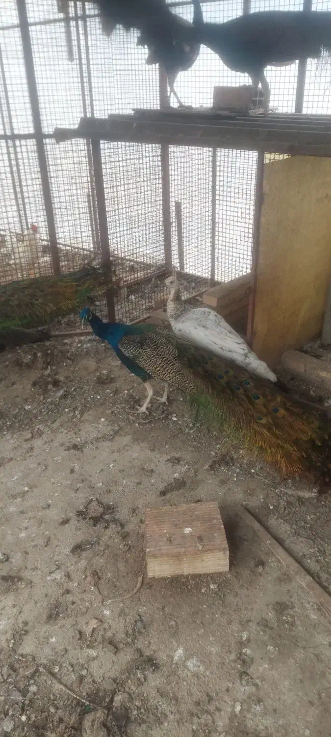 ۴ تا  طاووس نر هندی|پرنده|کهریزک, |دیوار