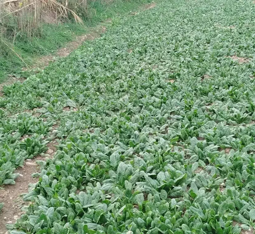 اسفناج|خدمات باغبانی و درختکاری|گرگان, |دیوار