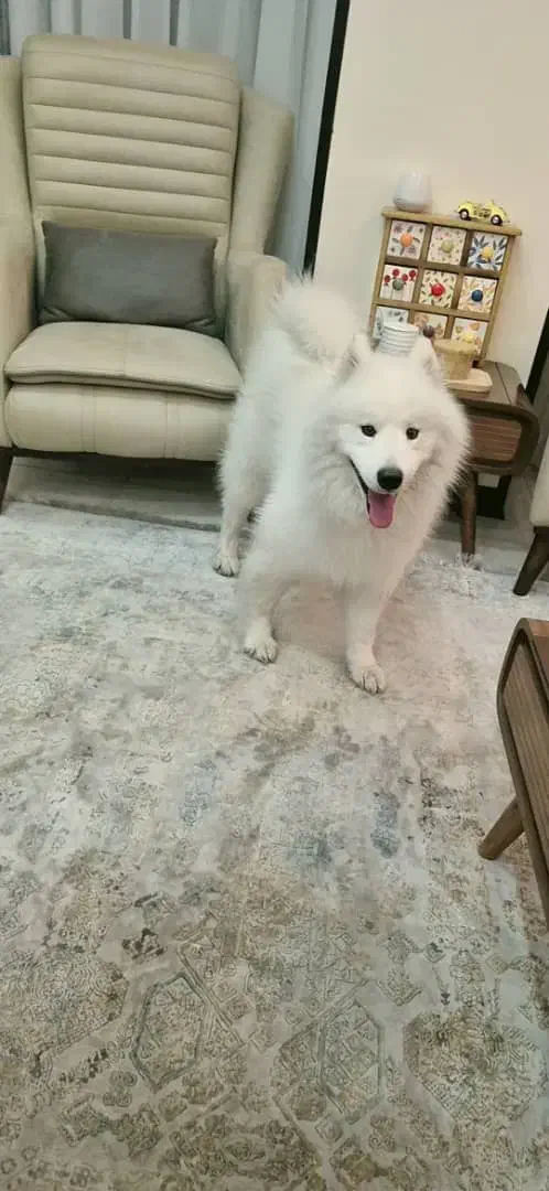 ساموئید نر اصیل جهت جفت گیری با ساموئید ماده شما|سگ|کرج, شهرک بنفشه|دیوار