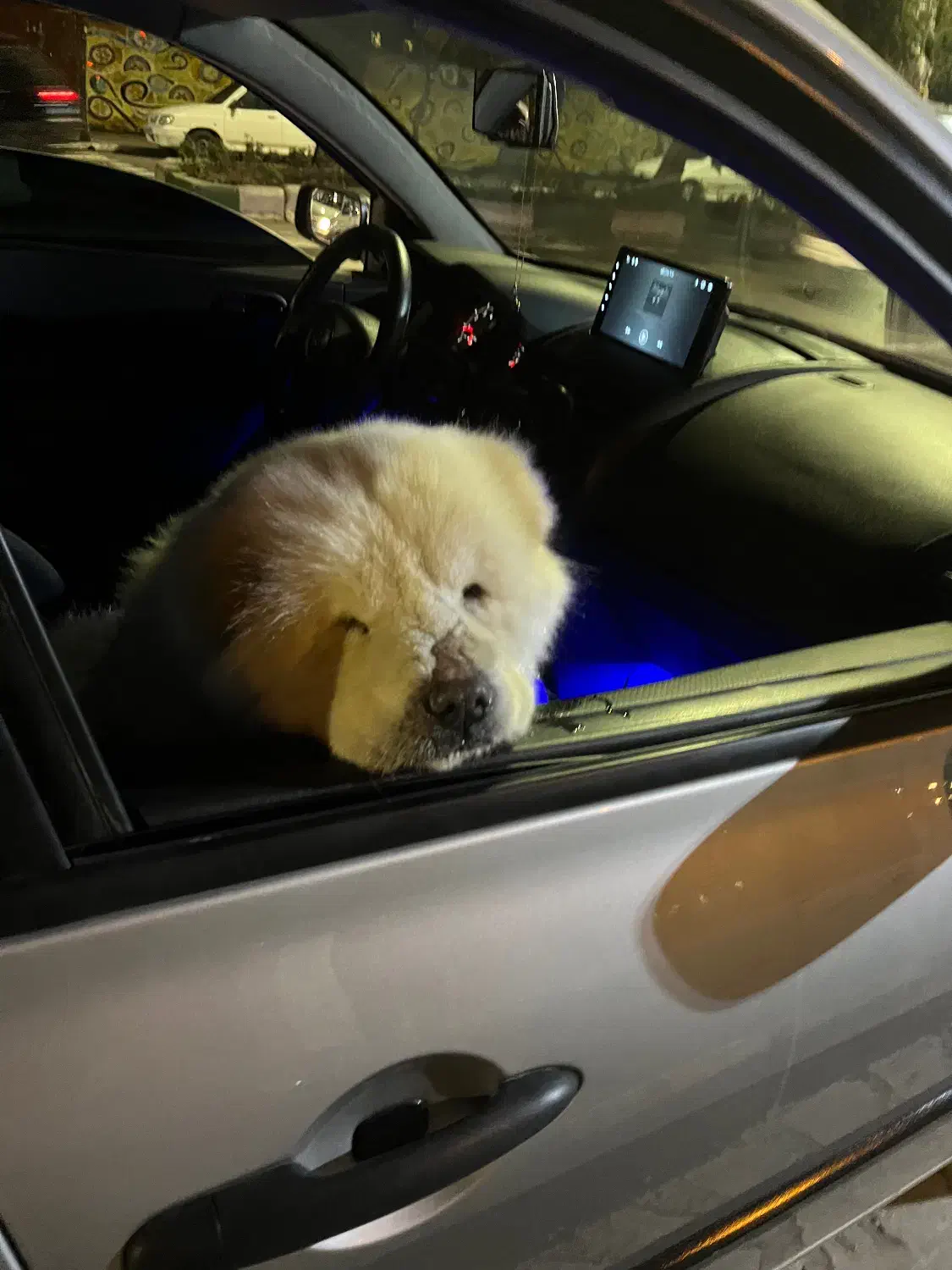 چاو چاو|سگ|رشت, جهاد|دیوار