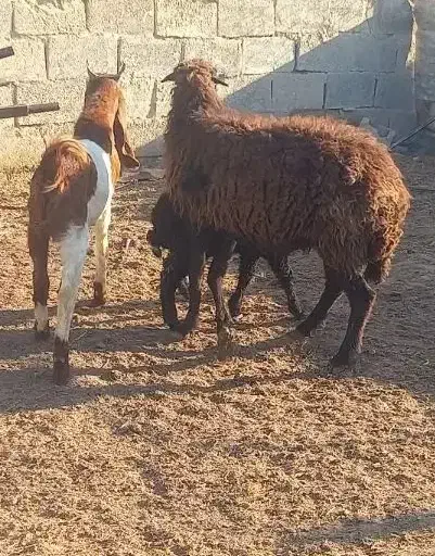 گوسفند مطفل|حیوانات مزرعه|شادگان, |دیوار