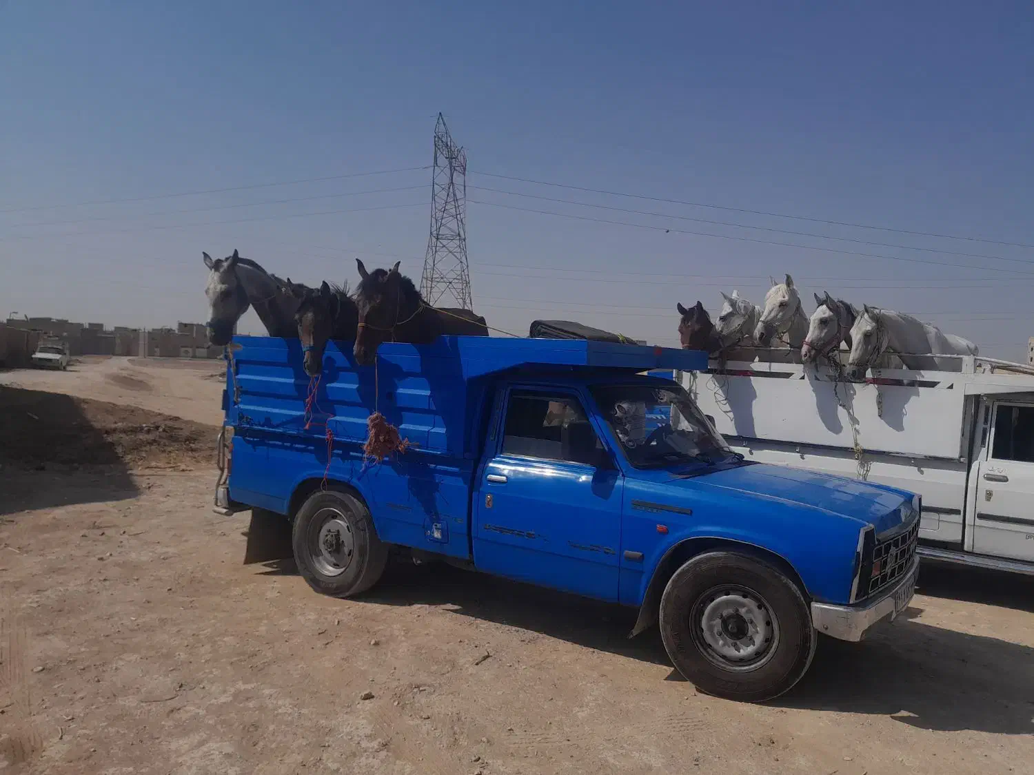 خرید وفروش اسب مادیون  پالونی وجنس دار|اسب و تجهیزات اسبسواری|جونقان, |دیوار