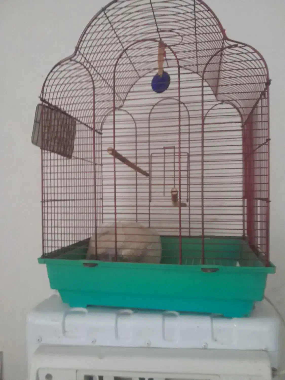 قفس|پرنده|رباط‌کریم, الارد|دیوار