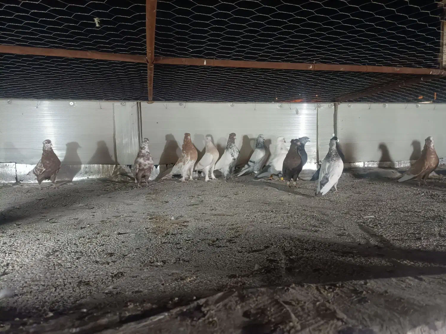 کبوتر کفتر پرنده|پرنده|شیراز, نیستان|دیوار