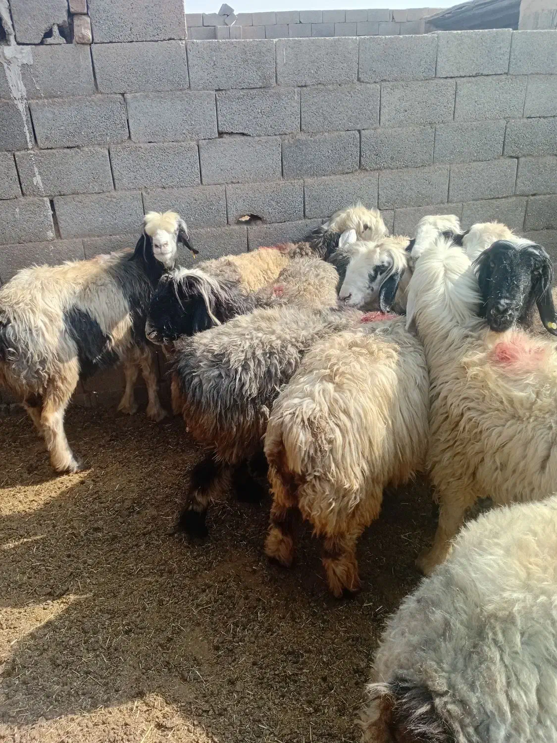 میش آبستن|حیوانات مزرعه|خمینی‌شهر, |دیوار