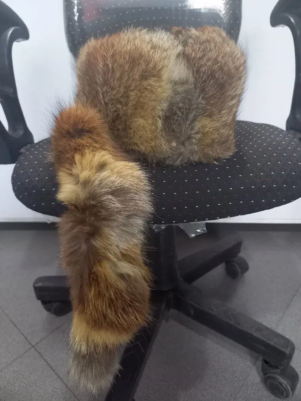 کلاه روسی اورجینال|لباس|ری, دولتآباد|دیوار