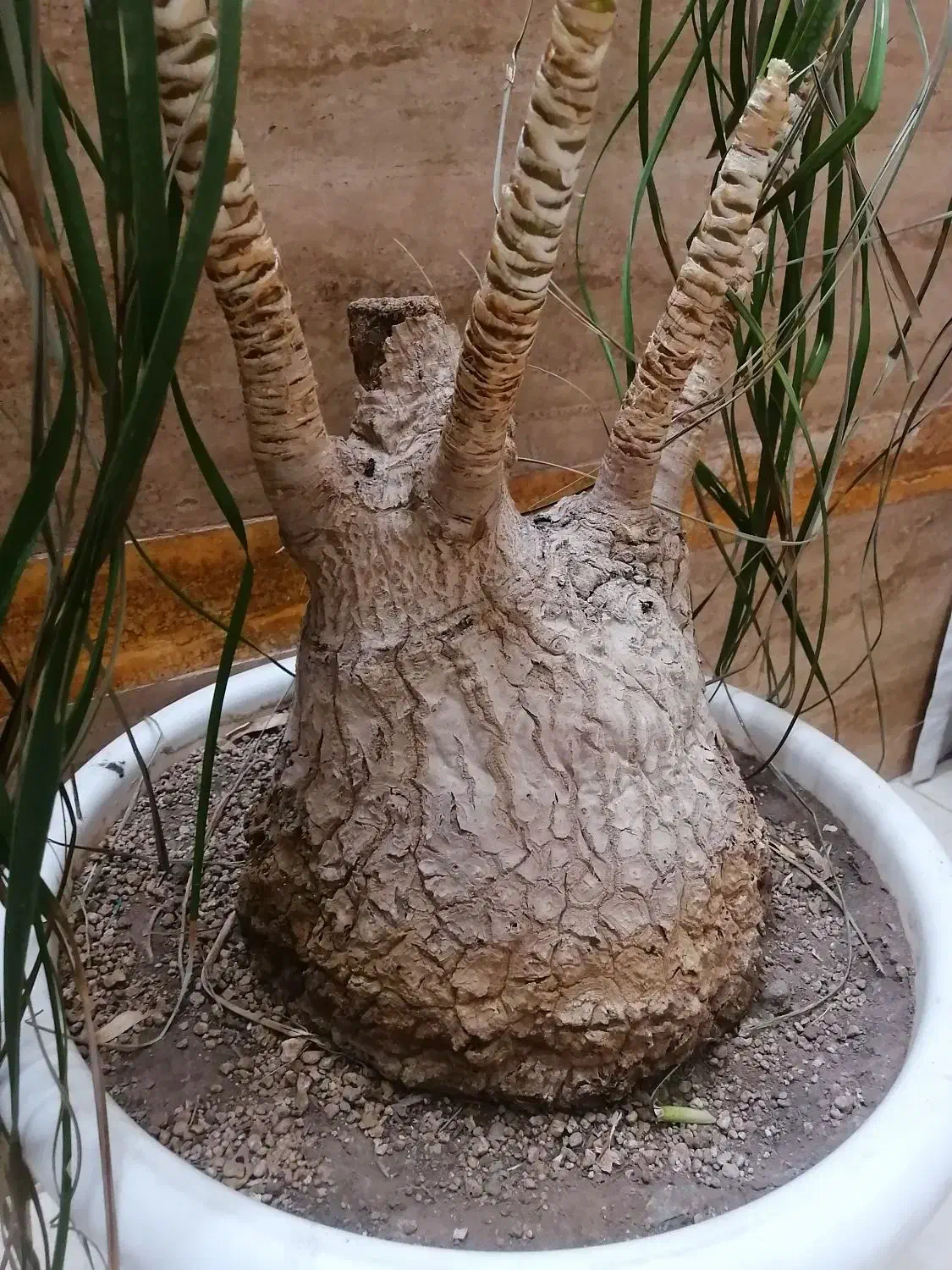 لیندا|گل و گیاه طبیعی|تربتحیدریه, ۴۵ متری|دیوار