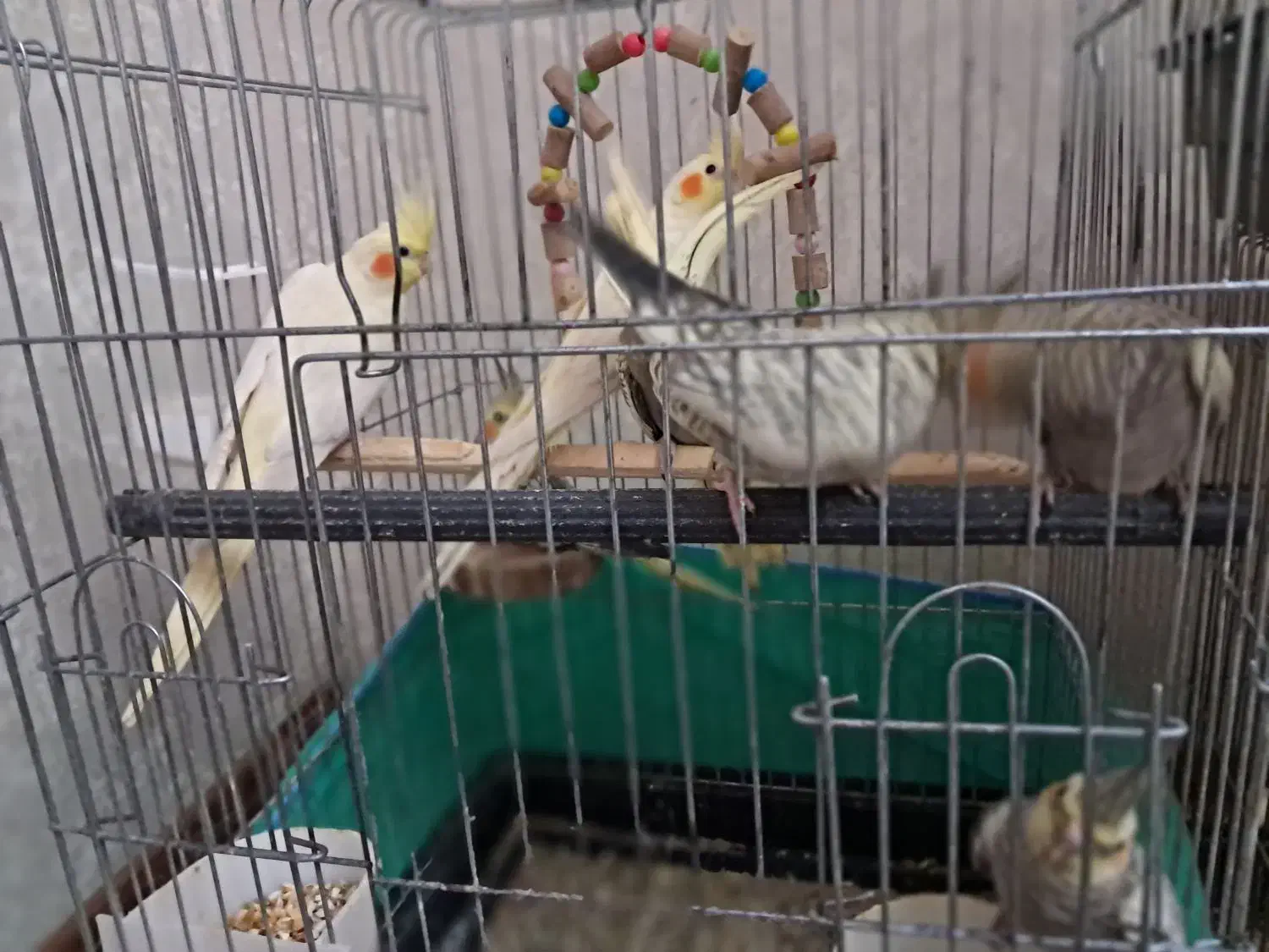 سلام ۷تا جوجه عروس هلندی|پرنده|شهریار, ابراهیم‌آباد|دیوار