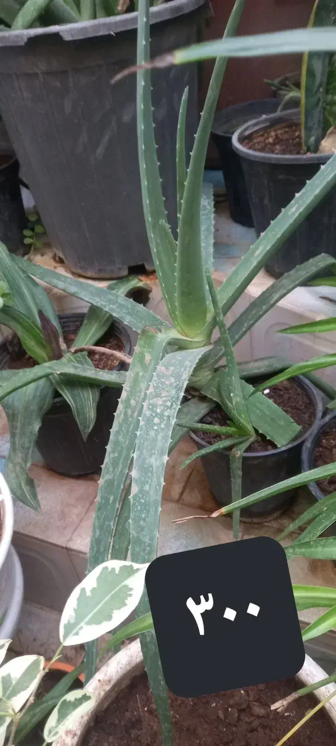 گلهای طبیعی|گل و گیاه طبیعی|میانه, |دیوار