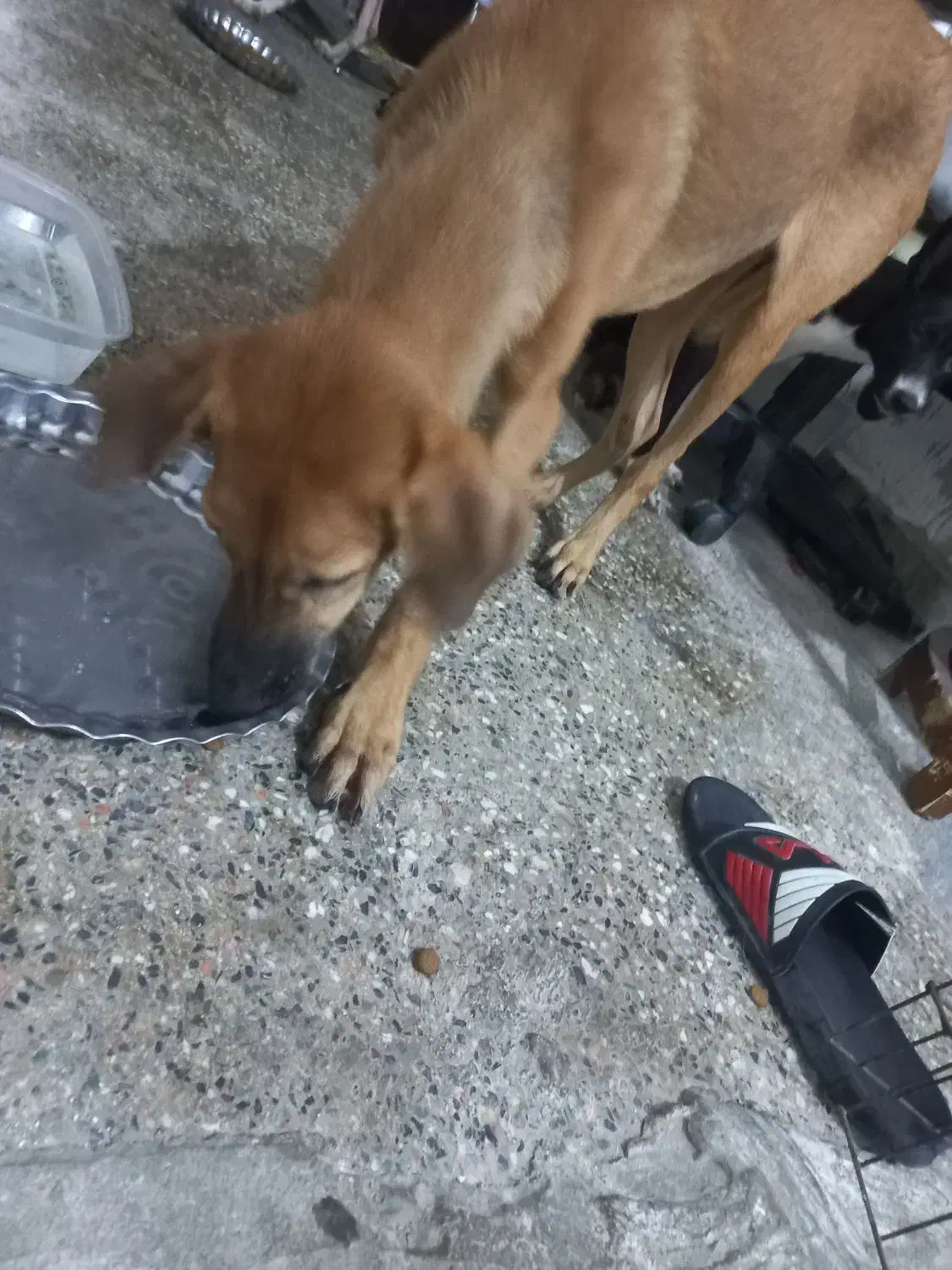 واگذاری رایگان|سگ|بندرعباس, |دیوار