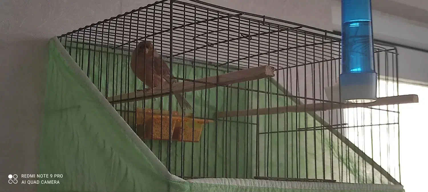 ماده قناری آماده کوزه ای|پرنده|اهواز, گلستان|دیوار