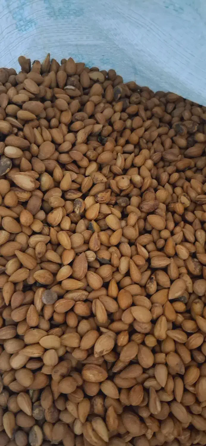 الوک (مجک تلخ)|خوردنی و آشامیدنی|شیراز, گلشن|دیوار