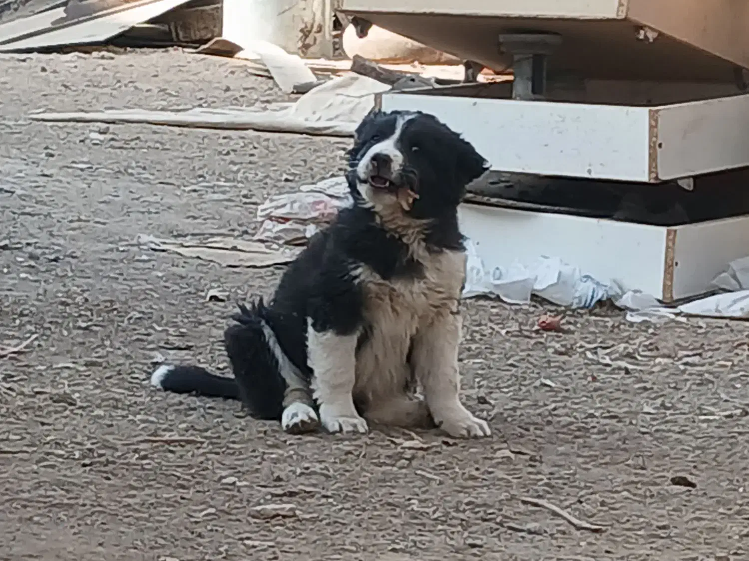 توله سگ|سگ|فلاورجان, |دیوار