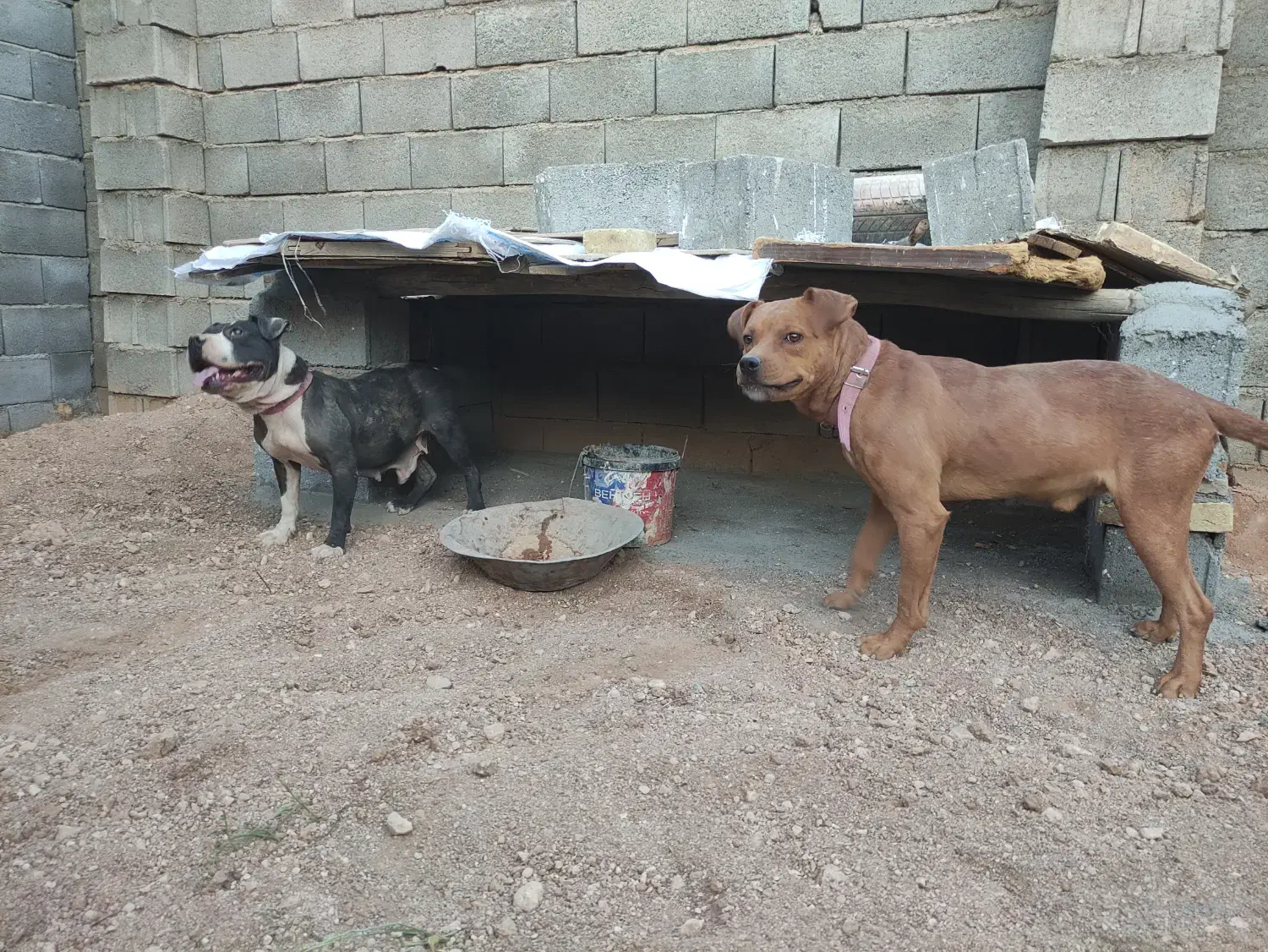 سگ پیتبول|سگ|بروجن, |دیوار