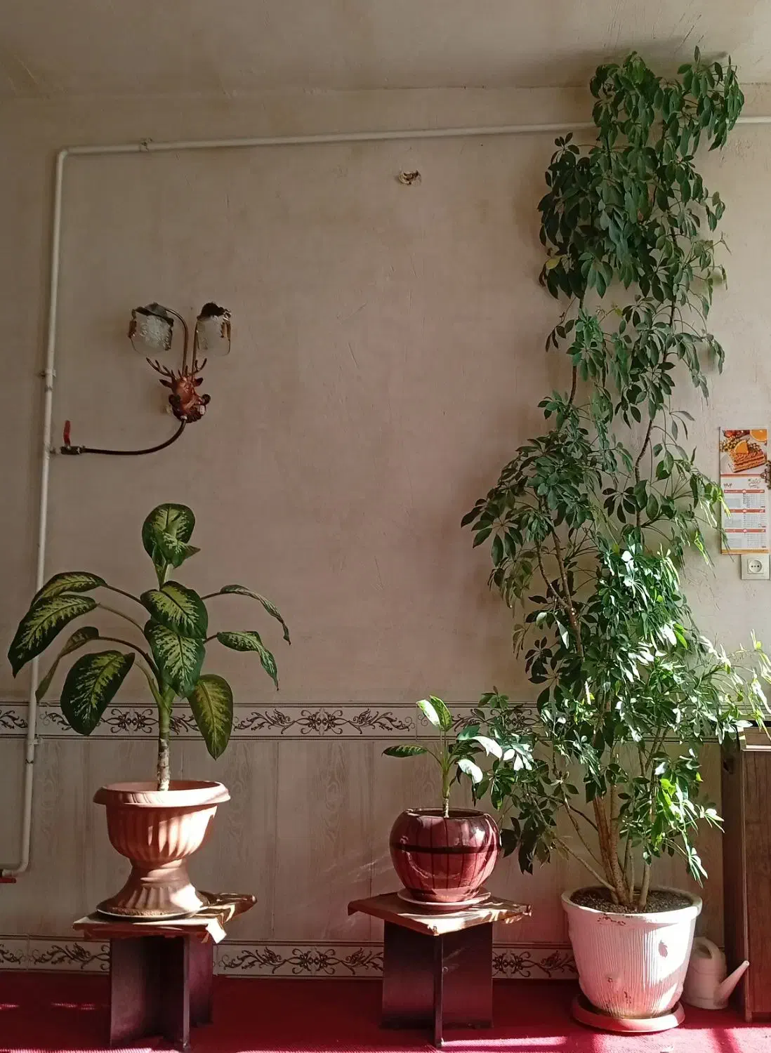 گل های زیبا|گل و گیاه طبیعی|اشترینان, |دیوار