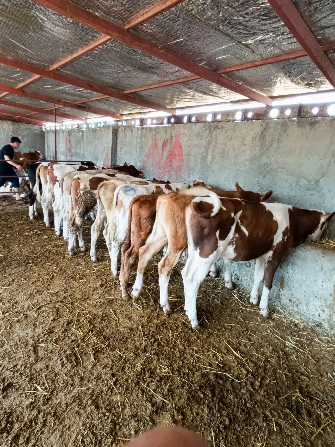 فروش ویژه گوساله سیمینتال جنس درجه یک|حیوانات مزرعه|تهران, هفده شهریور|دیوار