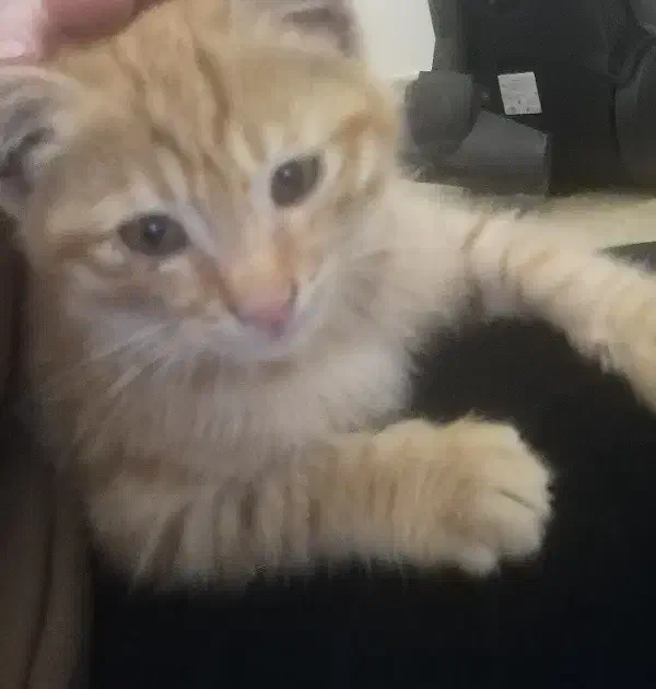 بچه گربه گم شده|گربه|قم, بنیاد|دیوار