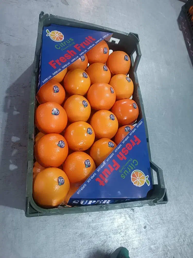 تامین میوه وصیفی جات|خدمات پذیرایی، مراسم|تهران, میدان میوه و ترهبار مرکزی|دیوار