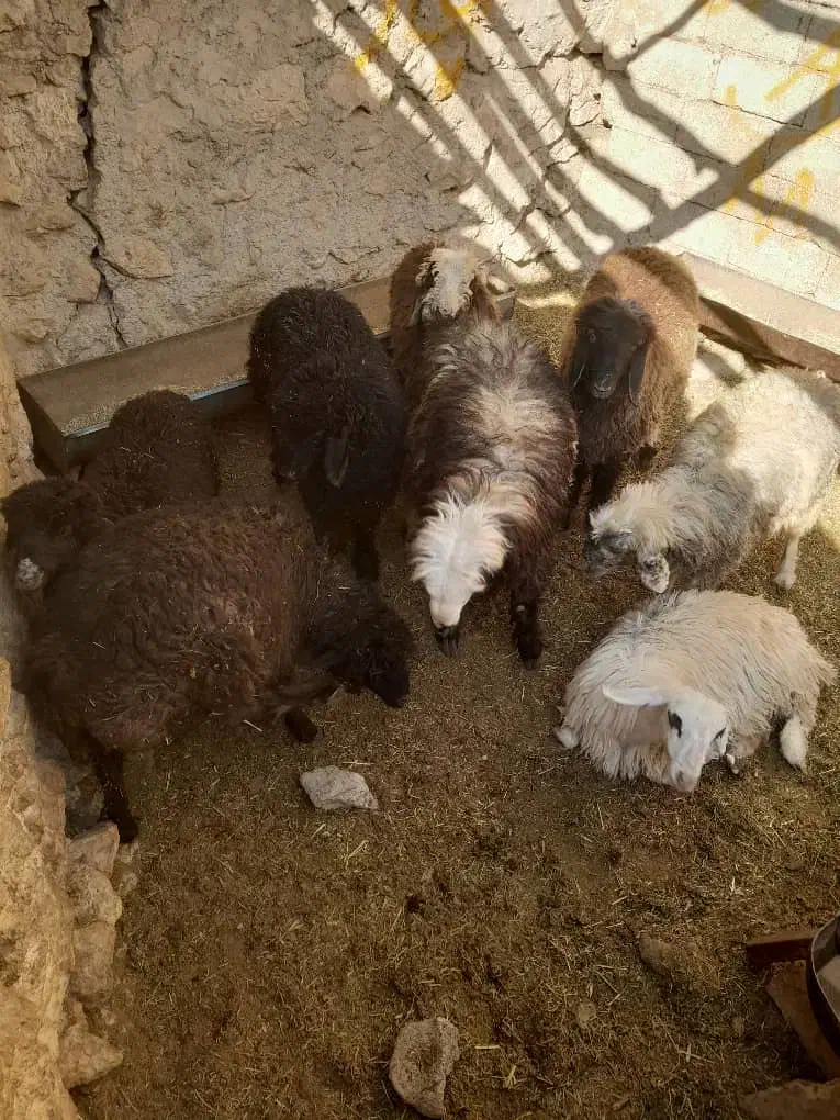 بره نر سبک|حیوانات مزرعه|یاسوج, |دیوار