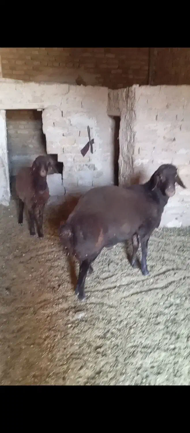 بره قوچی همو|حیوانات مزرعه|زاوه, |دیوار