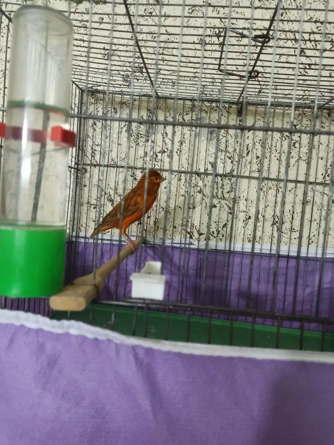 قناری سوخته ترکی|پرنده|شاهینشهر, طالقانی|دیوار