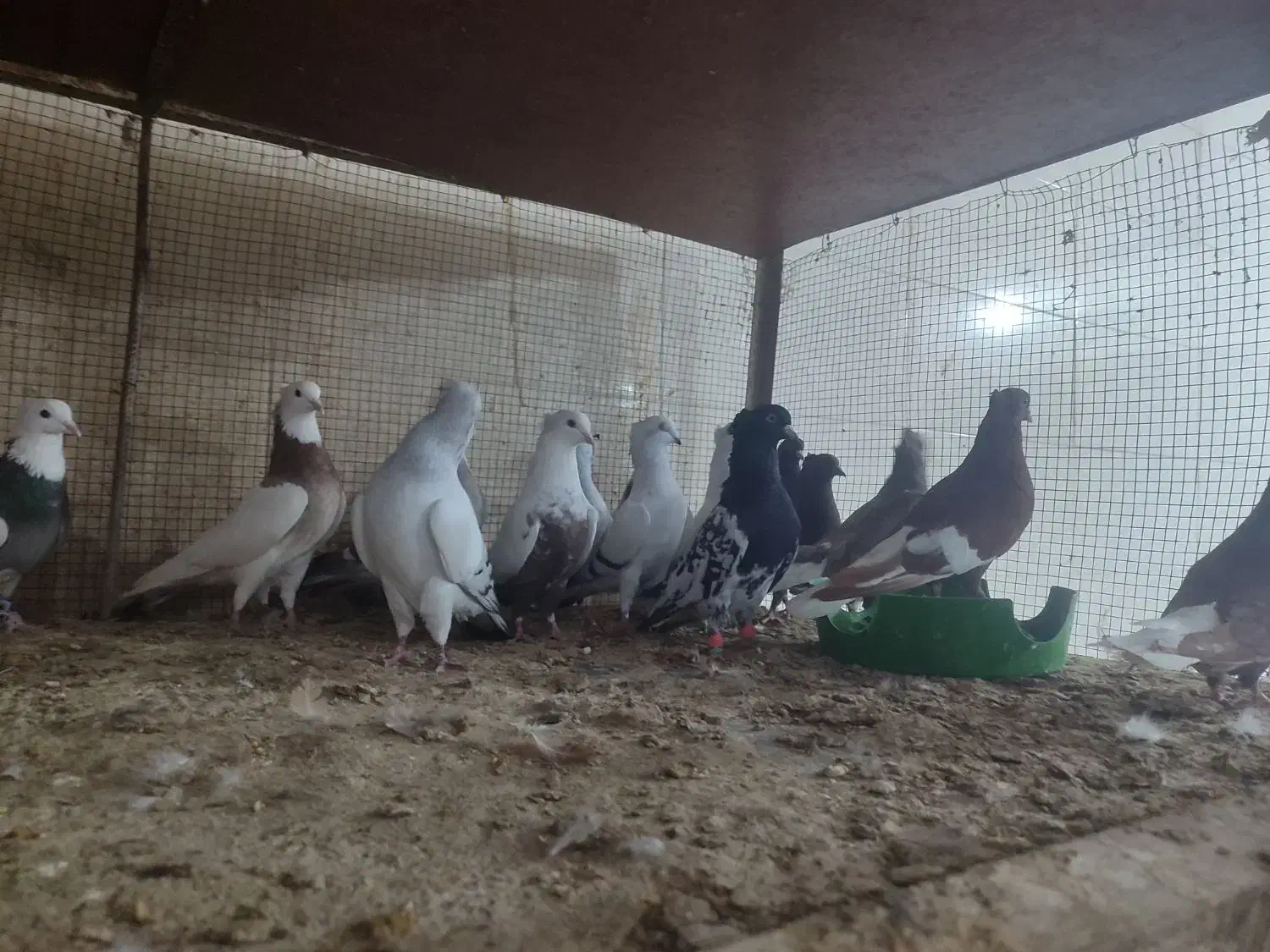 کبوتر همه باهم|پرنده|شوشتر, |دیوار