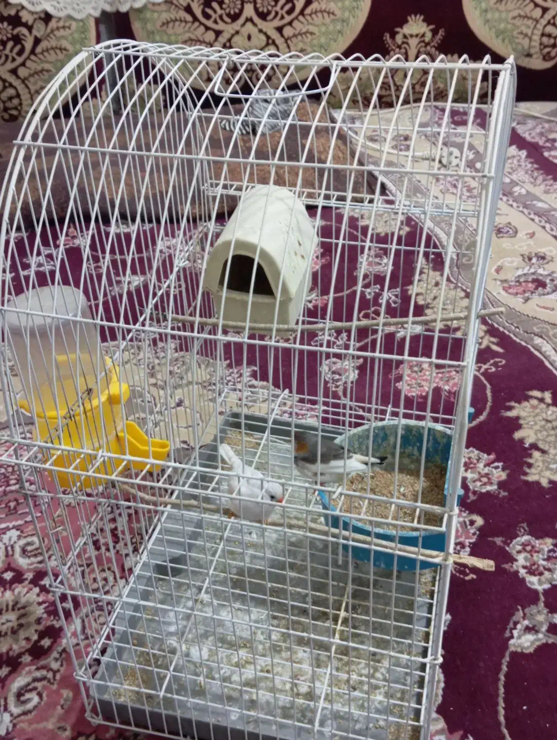 جفت نرماده فنچ|پرنده|زابل, |دیوار