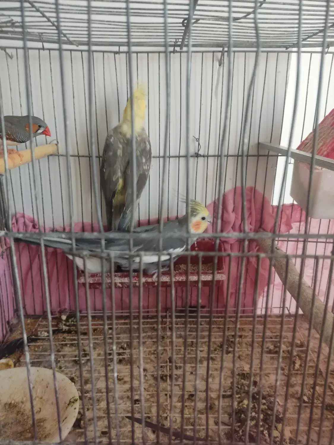 یک جفت عروس هلندی مولد|پرنده|زاهدان, |دیوار