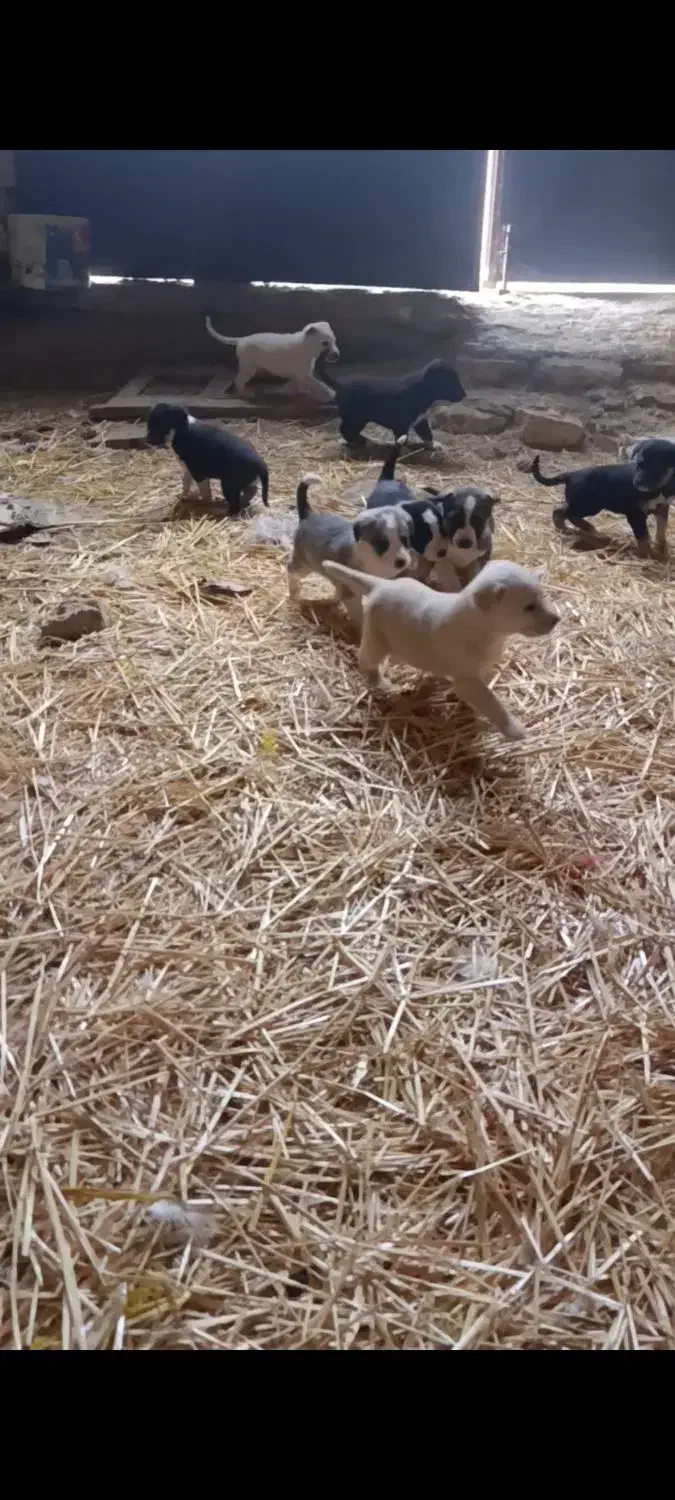 ۷تا توله قدر جونی با مادر|سگ|رزن, |دیوار