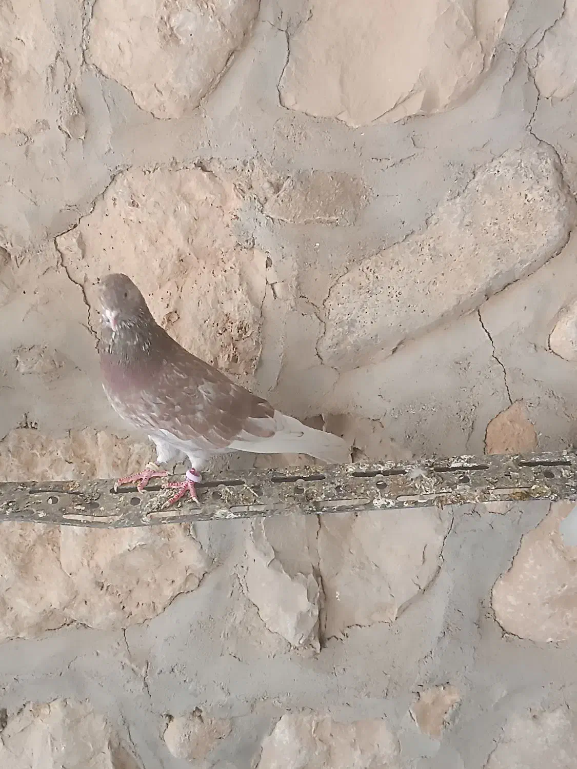 کبوتر پرشی|پرنده|سیروان, |دیوار