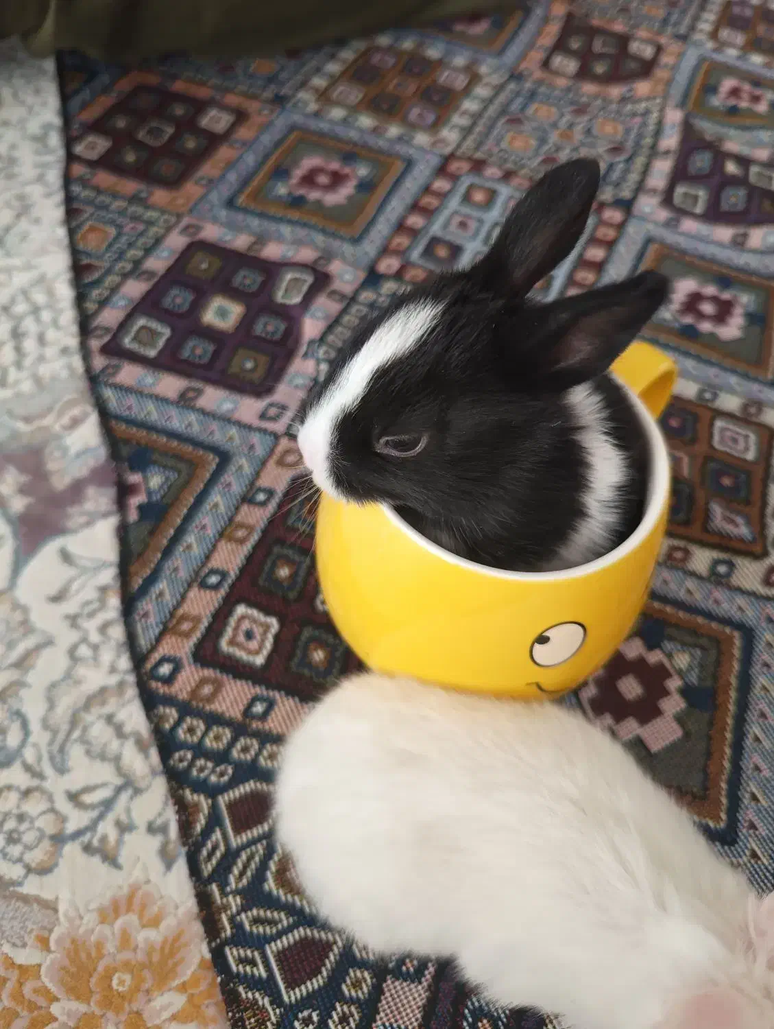 بچه خرگوش  اندازه نصف کف دست|موش و خرگوش|قم, باجک سه|دیوار