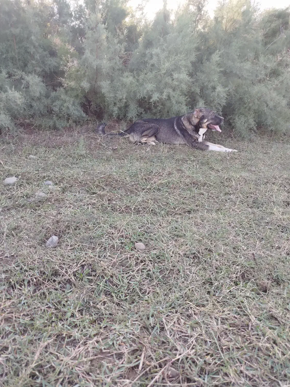 سگ‌سرابی|سگ|اردبیل, |دیوار