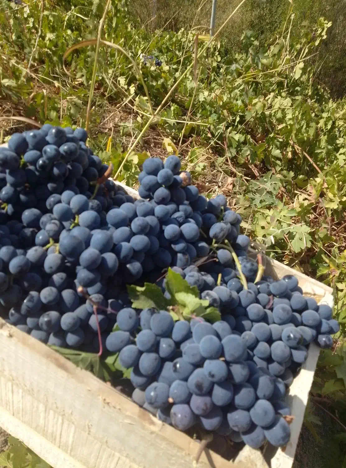 درجه یک|خوردنی و آشامیدنی|رامسر, |دیوار