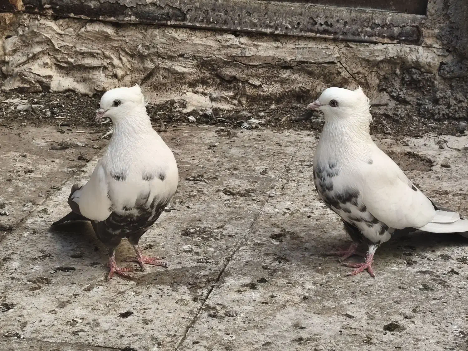 دمبی|پرنده|اهواز, کوی طلاب|دیوار