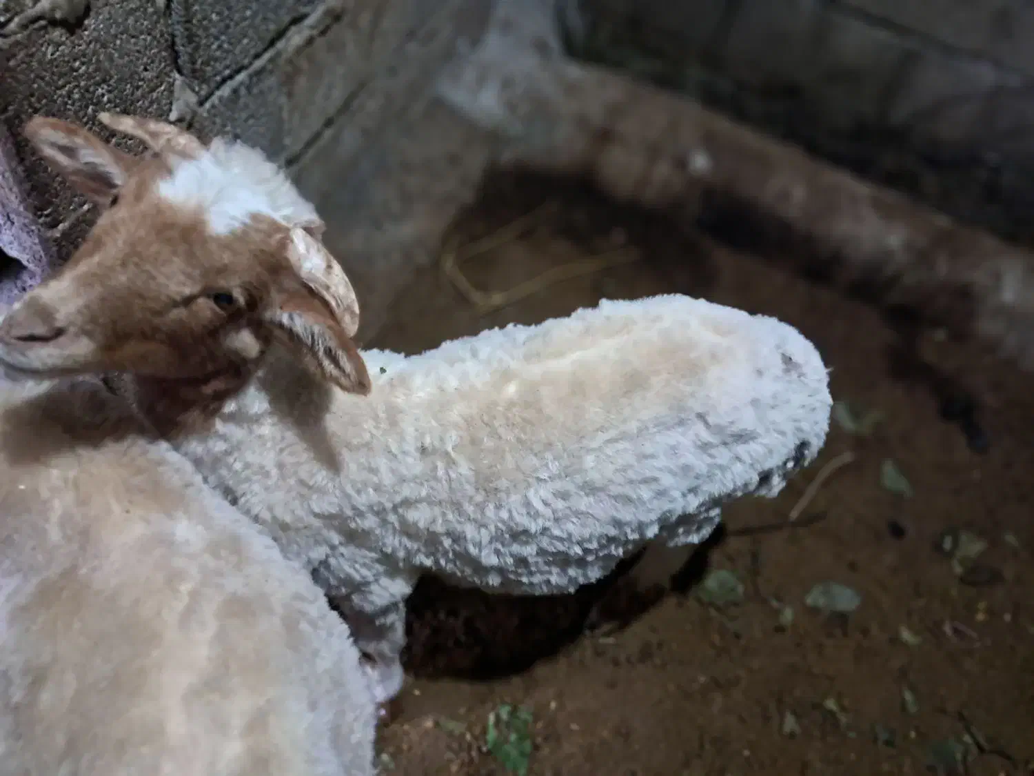 بره نر|حیوانات مزرعه|اسالم, |دیوار