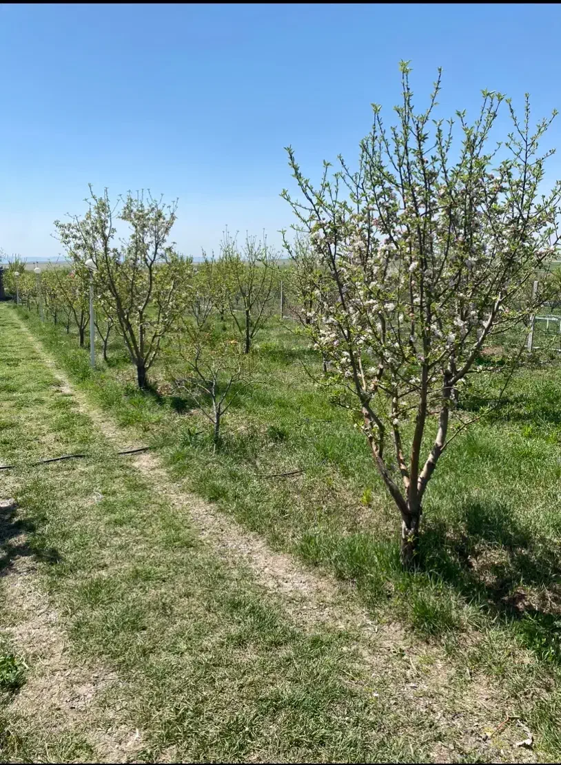 خانه باغ در جاده ترک صومعه کبودین|فروش زمین و ملک کلنگی|کندوان, |دیوار