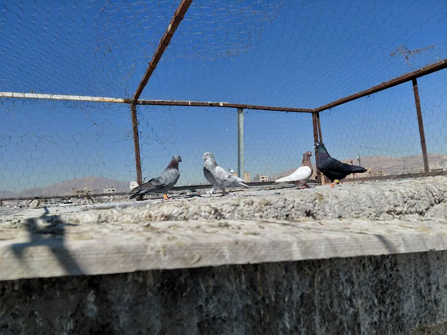 کفتر|پرنده|شیراز, کوشک میدان|دیوار